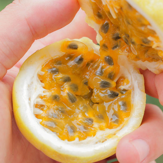 百香果 商品图4