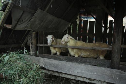 花间村吃草生态养殖湖羊半只（25-30斤左右） 商品图3