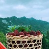 夏天等你 vip分享 杨梅新鲜现zhai现发 不打浓药不泡yao水 健康 单独拍 产地直发 商品缩略图11