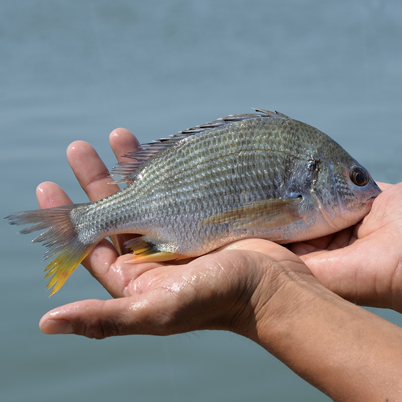 港島姑娘 現捕黃翅魚新鮮手釣黃赤魚黃鰭鯛味美鮮活 0.5-0.7斤/條