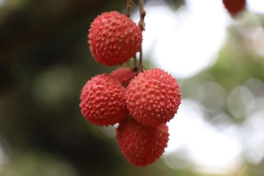 大口荔枝 | 广东老树桂味荔枝 7.27发货 商品图8