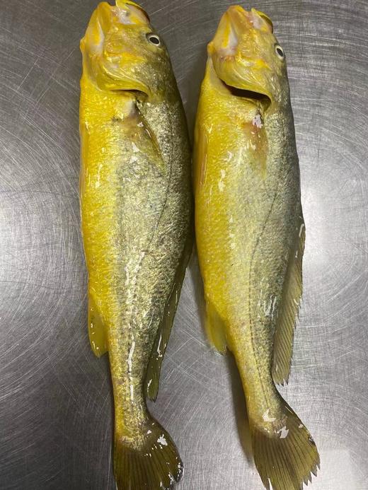 & 海里的“黄金鱼”黄花鱼🐟，超鲜嫩口感，最佳人气海鱼！活冻 商品图4