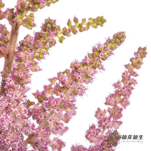 配花 | 国产络新妇粉色 商品图0