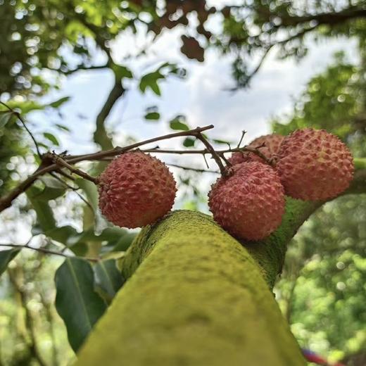 大口荔枝 | 广东老树桂味荔枝 7.27发货 商品图5