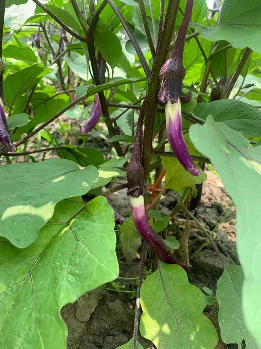 花间村生态茄子（500克） 商品图1