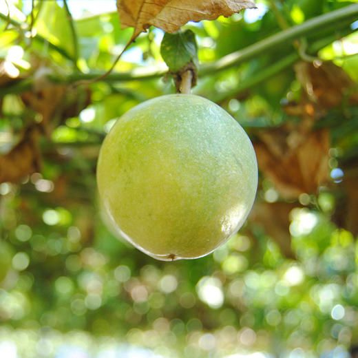 海南钦蜜9号黄金百香果（普箱） 商品图3