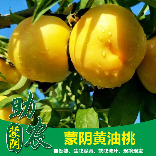 山东蒙阴油桃5斤 商品图1