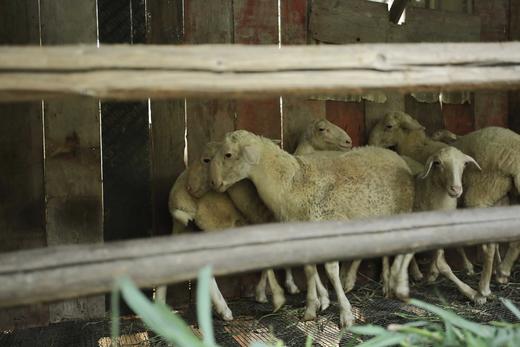 花间村吃草生态养殖湖羊半只（25-30斤左右） 商品图7