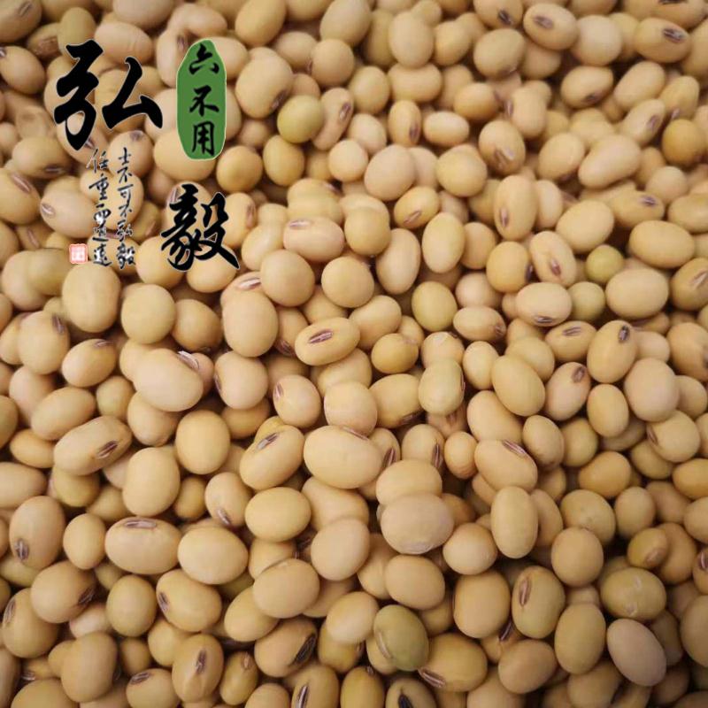 【弘毅六不用生态农场】六不用 大豆 笨黄豆