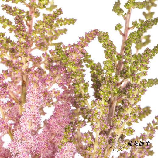 配花 | 国产络新妇粉色 商品图1