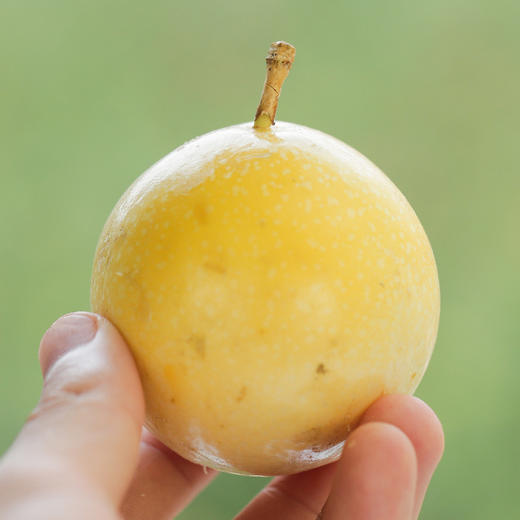 百香果 商品图3