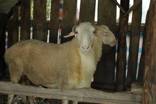 花间村吃草生态养殖湖羊半只
