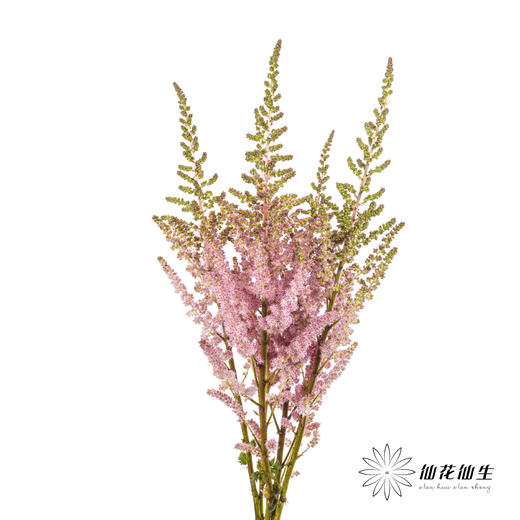 配花 | 国产络新妇粉色 商品图2