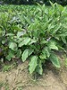 花间村生态茄子（500克） 商品缩略图2