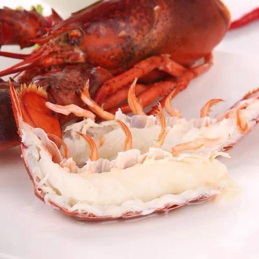 【鲜活】大波士顿龙虾  单只2-4斤上下  下单需要补差价！（送货路上不保活） 商品图2