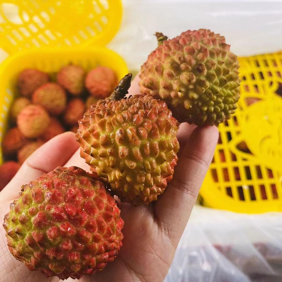 【招财猫桂糯香荔枝】 集合了糯米糍,桂味的味道 肉质厚实,白嫩 甜度