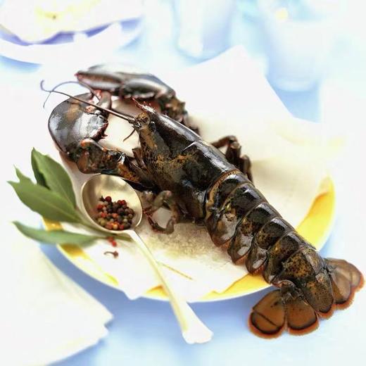 【鲜活】大波士顿龙虾  单只2-4斤上下  下单需要补差价！（送货路上不保活） 商品图0