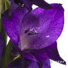 剑兰 | 剑兰深紫色 商品缩略图1