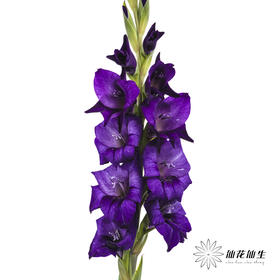 剑兰 | 剑兰深紫色