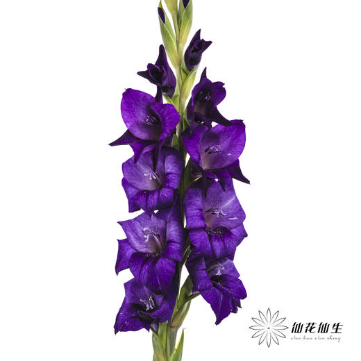 剑兰 | 剑兰深紫色 商品图0