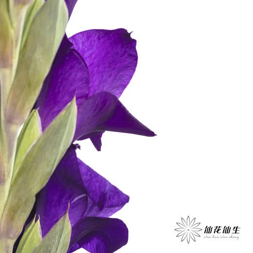 剑兰 | 剑兰深紫色 商品图6