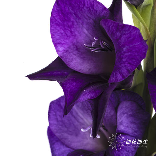 剑兰 | 剑兰深紫色 商品图8