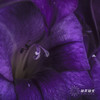 剑兰 | 剑兰深紫色 商品缩略图2