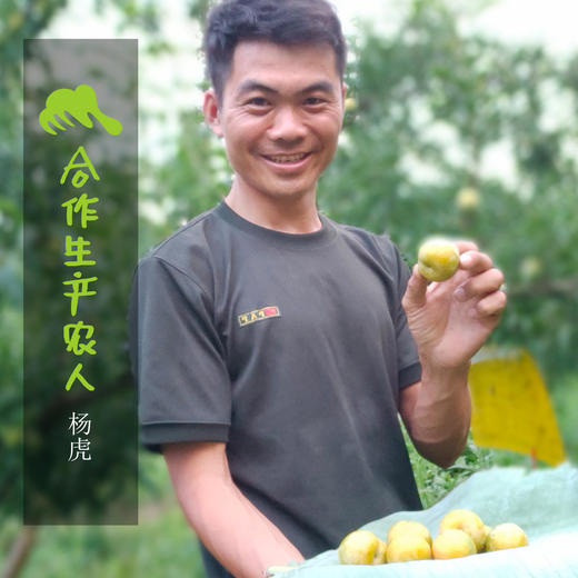生态蜂糖李 | 合作生产*Eco-honey plum | Coproduction 商品图1