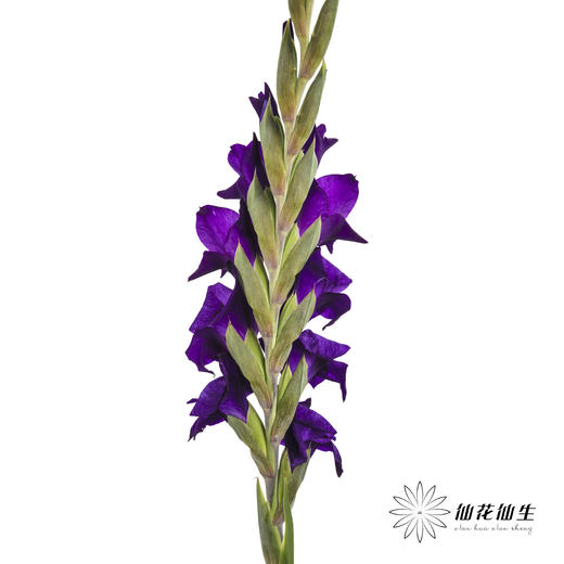 剑兰 | 剑兰深紫色 商品图4