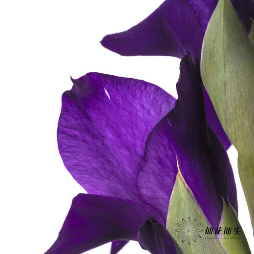 剑兰 | 剑兰深紫色 商品图7