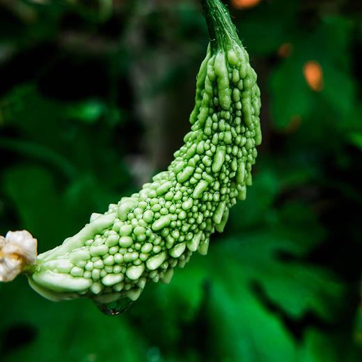 【山里的苦瓜500g】