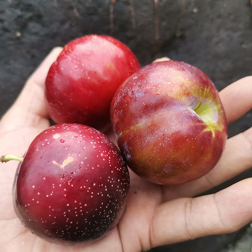 鲜甜的李子3斤