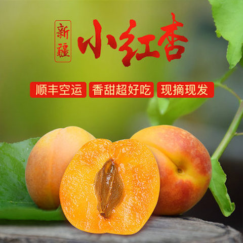 新疆阿克苏小红杏