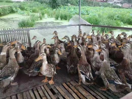 散养麻鸭3斤左右 商品图1