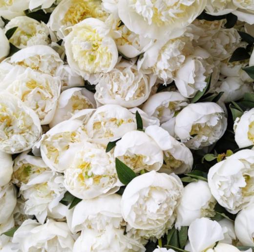 【山东仓现货 】顺丰包邮芍药|  | 公爵夫人 商品图1