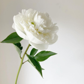 【山东仓现货 】顺丰包邮芍药|  | 公爵夫人