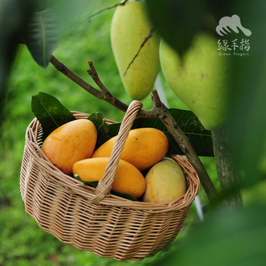 生态芒果（成熟度较高，只发广东） | 绿家自产*Eco-mango | Self-production 商品图7