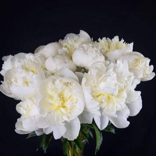 【山东仓现货 】顺丰包邮芍药|  | 公爵夫人 商品图2