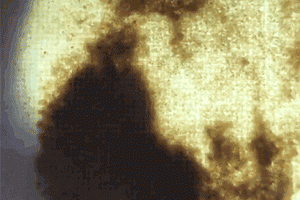  好物拼｜日本专利的可视化植物除螨垫，100%除螨，老人小孩和过敏症家庭的福星