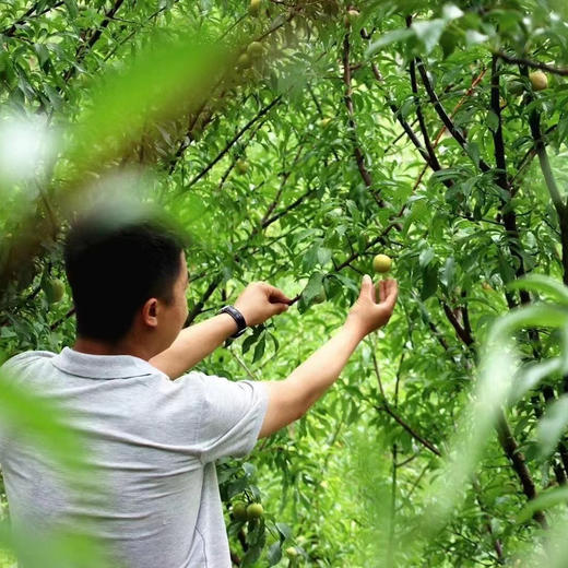 【蜂糖李】贵州六马，山间蜂糖李 ，入口如蜂蜜般香甜，非常好吃的一款李子，必吃推荐！ 商品图6
