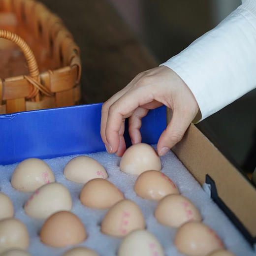 泰和乌鸡蛋 可无菌蛋 可生食鸡蛋 商品图6