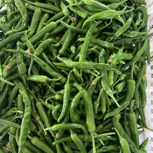 南湖洲名特优辣椒 约500克 商品图0