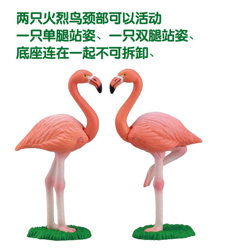 安利亚  -ANI-876205火烈鸟 商品图4