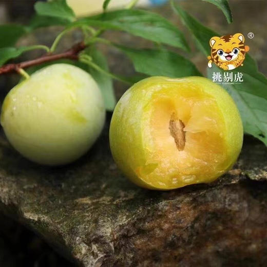 【蜂糖李】贵州六马，山间蜂糖李 ，入口如蜂蜜般香甜，非常好吃的一款李子，必吃推荐！ 商品图8