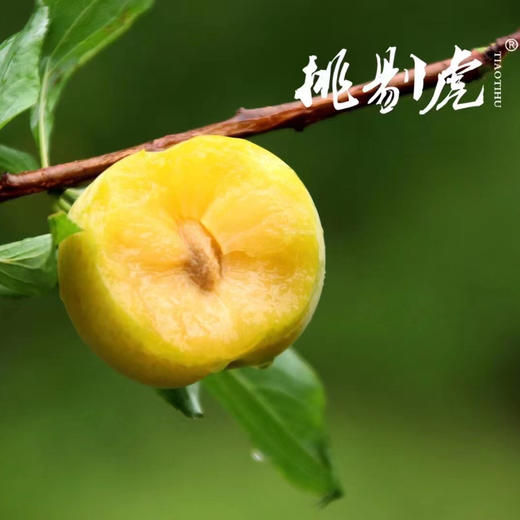 【蜂糖李】贵州六马，山间蜂糖李 ，入口如蜂蜜般香甜，非常好吃的一款李子，必吃推荐！ 商品图5