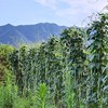【山野自种蔬菜】泉水滋养、自然生长 (98元/3斤+)菜苔、青蒜、菊花脑、青菜、野芹菜、野蒜等（当日现采随机发，🉑备注更喜欢的菜，尽量满足‼️不售后，谨慎下单 商品缩略图4