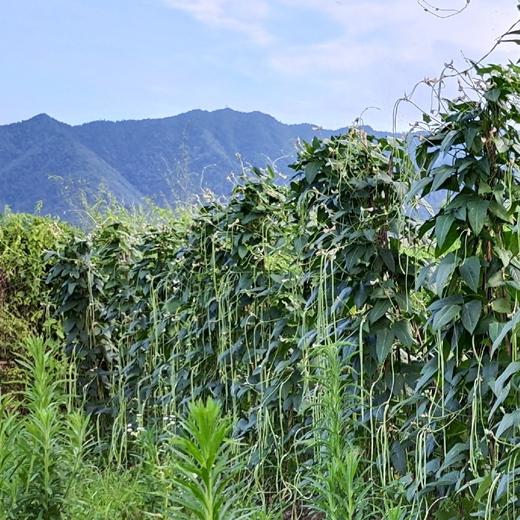 【山野自种蔬菜】泉水滋养、自然生长 (98元/3斤+)菜苔、青蒜、菊花脑、青菜、野芹菜、野蒜等（当日现采随机发，🉑备注更喜欢的菜，尽量满足‼️不售后，谨慎下单 商品图4