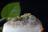 和田玉（羊脂白玉）籽料挂件--知遇 99.5g 商品缩略图6