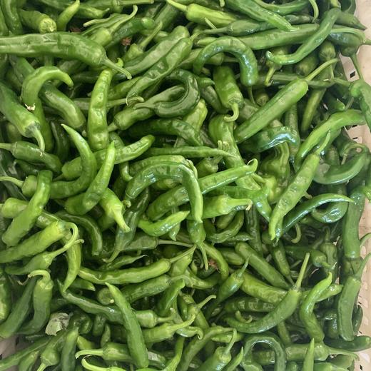 南湖洲名特优辣椒 约500克 商品图1