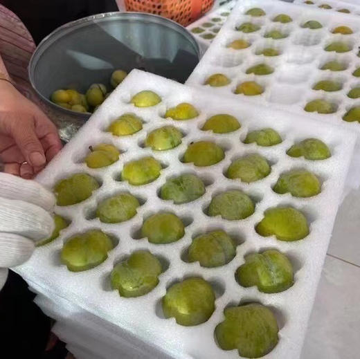 【蜂糖李】贵州六马，山间蜂糖李 ，入口如蜂蜜般香甜，非常好吃的一款李子，必吃推荐！ 商品图4